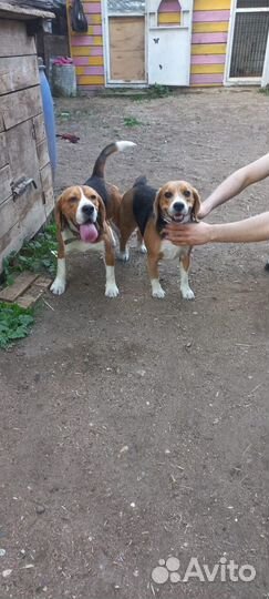 Собаки щенки бигль