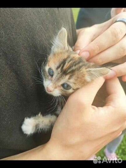 Котёнок мальчик