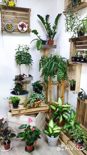 Комнатные растения