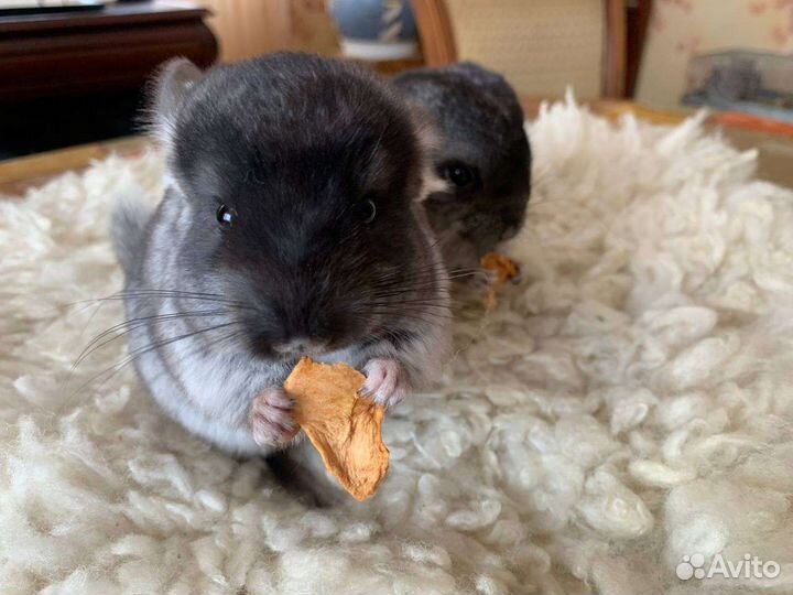 Шиншиллята