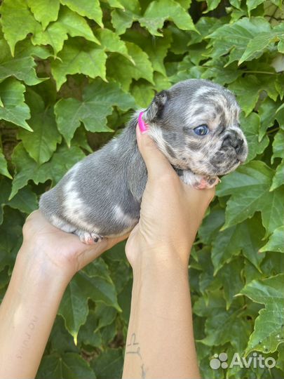 Французский бульдог