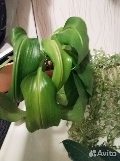 Фикус, традесканции, эухарис