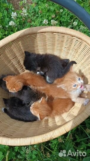 Котята в добрые руки бесплатно