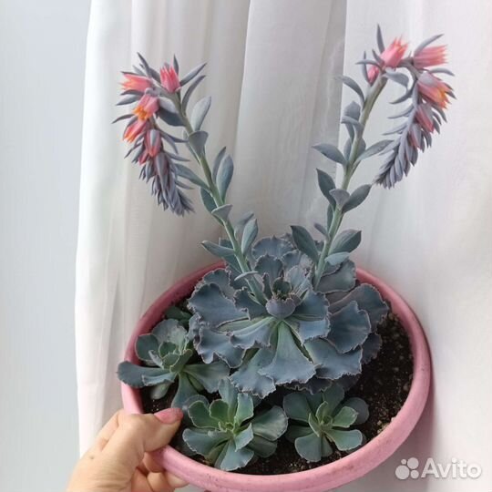 Экзотическое редкое растение