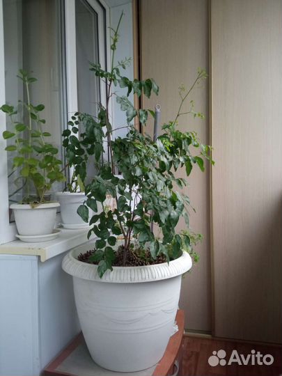 Финиковое дерево