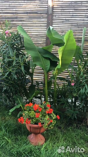 Банановые Пальмы