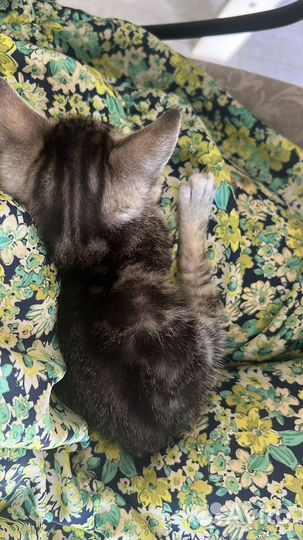 Котенок мальчик в дар бесплатно