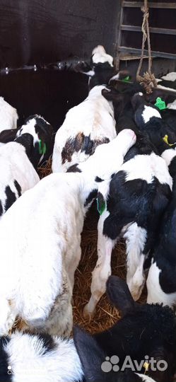 Телята бычки