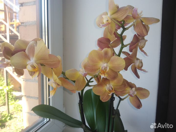 Орхидея фаленопсис