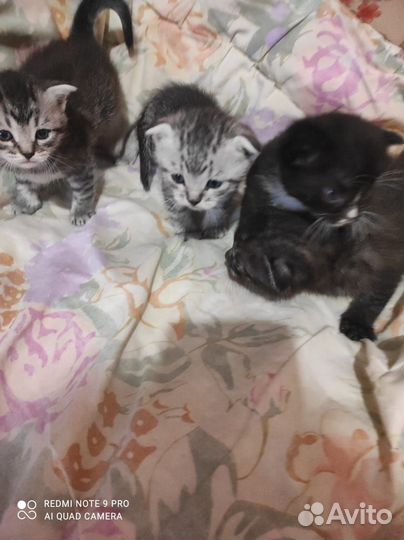 Кошки вислоухие