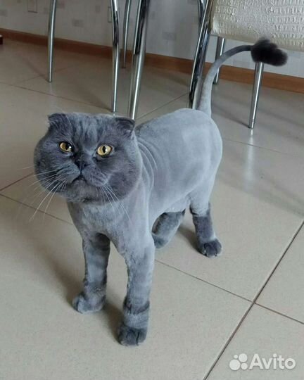 Вязка кота