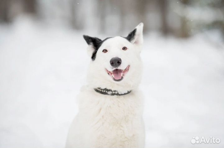 Собака из приюта