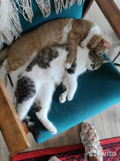 Котики парой