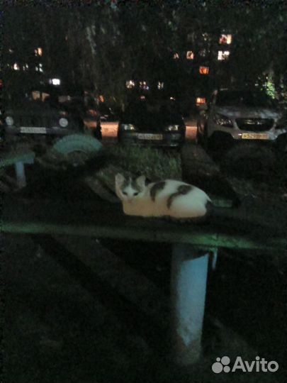 Котенок девочка