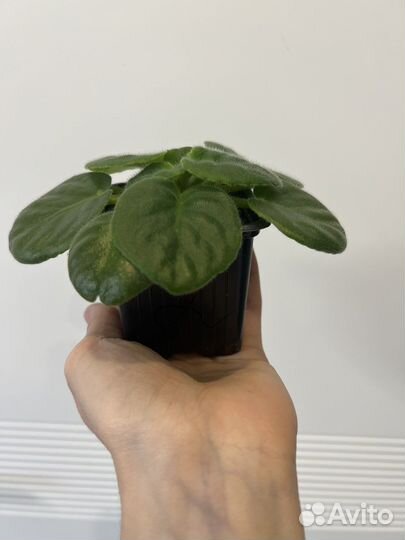 Фиалки цветущие или готовые к цветению