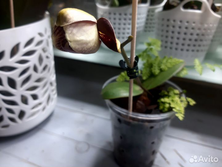 Орхидея Фантом (детка, цветет)