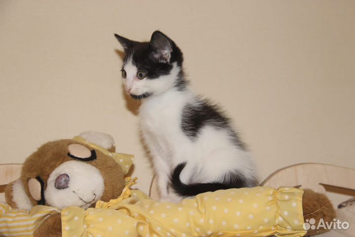 Котята отдам бесплатно