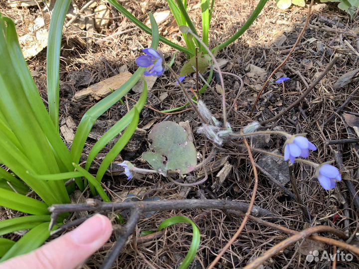 Печеночница