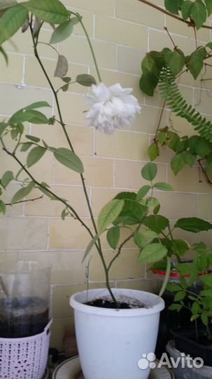 Чайная комнатная роза