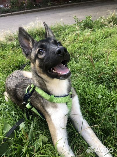 Щенок в добрые руки