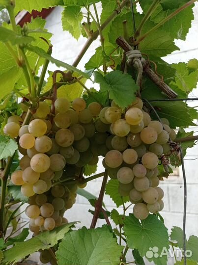 Саженцы винограда
