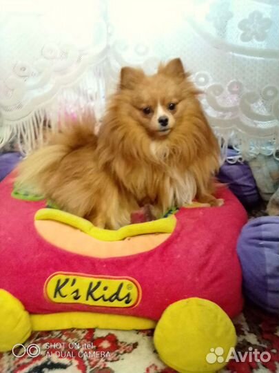 Немецкий шпиц