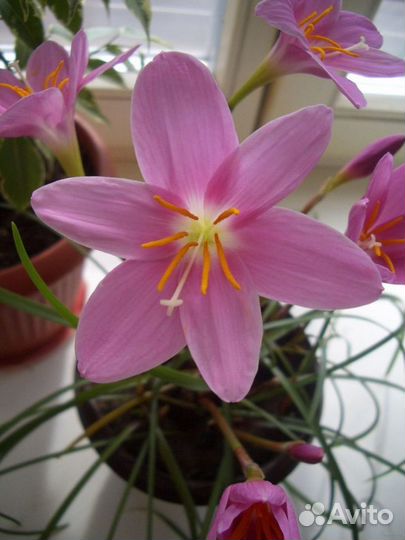 Розовый зефирантес