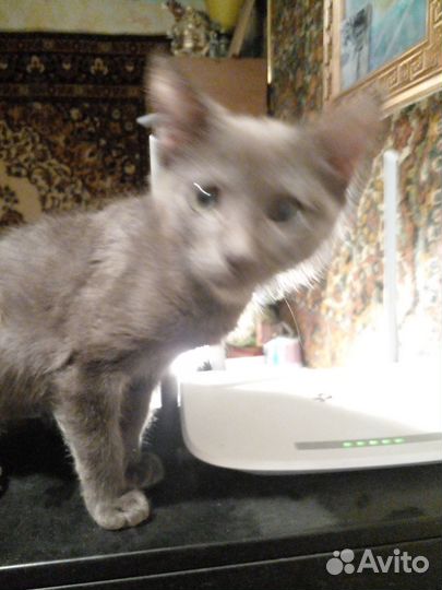 Серый котёнок