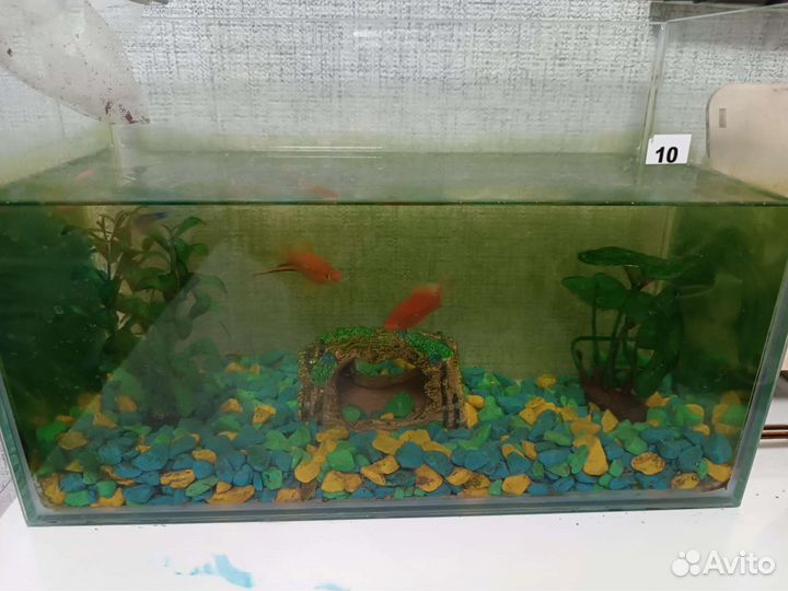 Аквариум