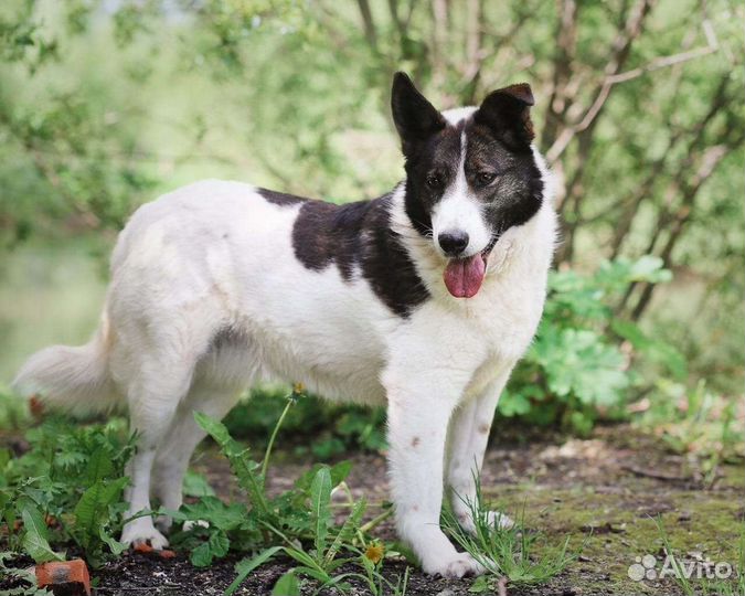 Собака в добрые руки