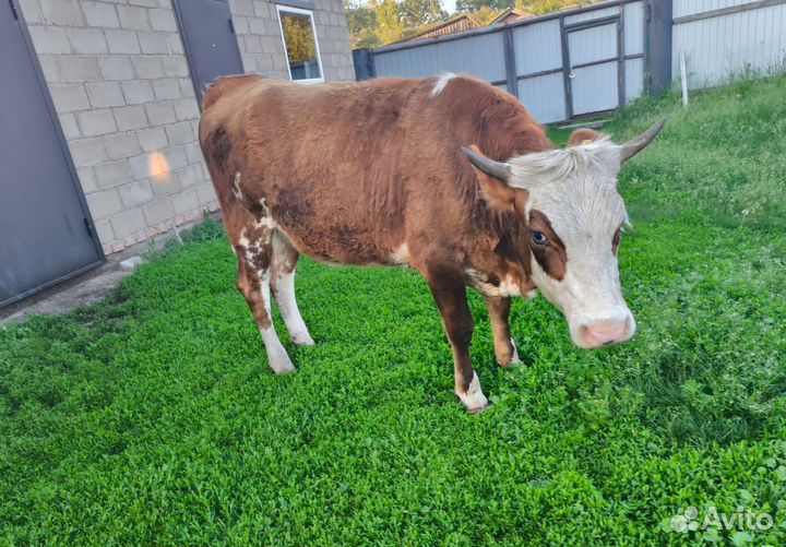 Телка 1.4 года