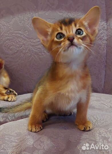 Абиссинские котята