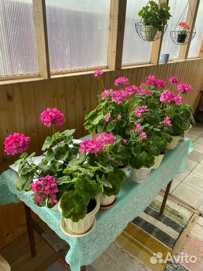 Пеларгония герань