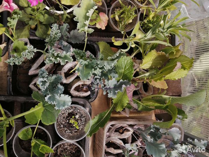 Рассада овощных, пряно-аромат.и лекарствен.культур