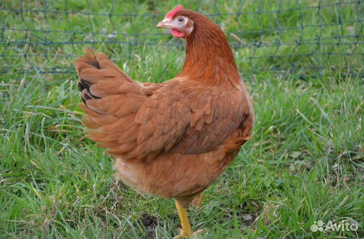 Куры несушки с агрофермы