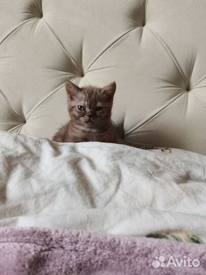 Кошки