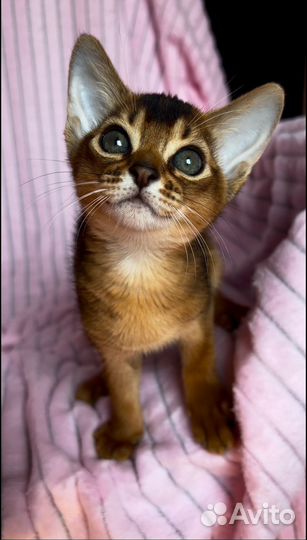 Абиссинский котенок