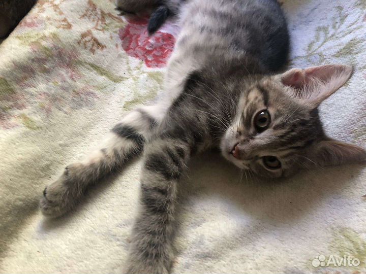 Кошки в добрые руки Бесплатно