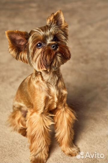 Йоркширский терьер