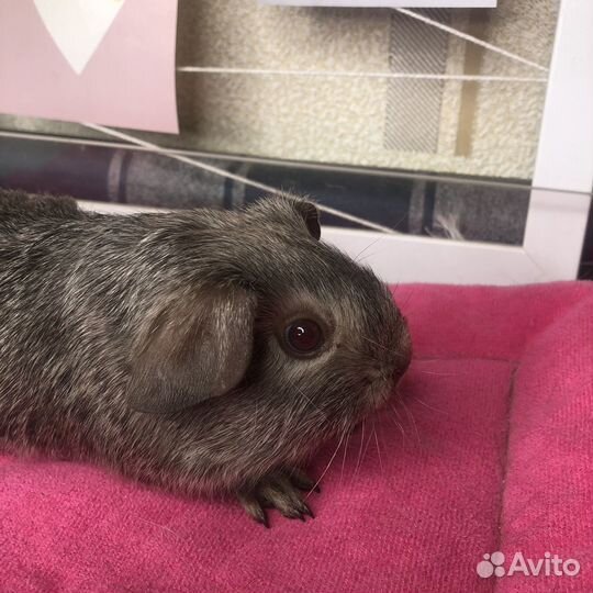 Морская свинка калифорния мальчик