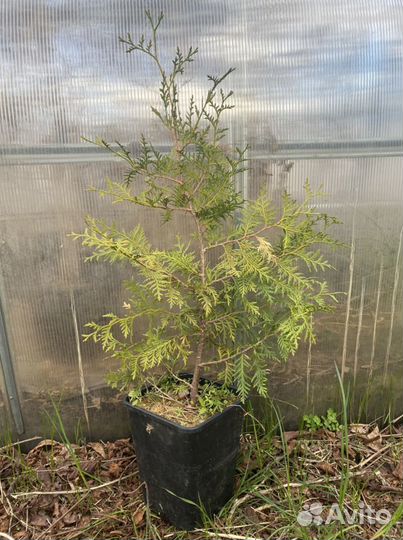 Туя, можжевельник