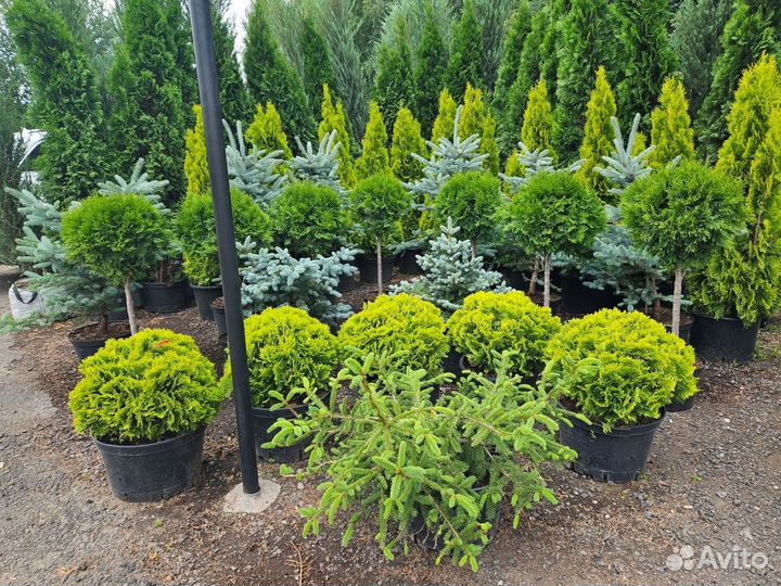 Туя, Можжевельник, Голубая ель, Пихта, Лиственница