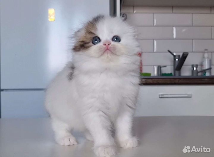 Высокопородная девочка с документами