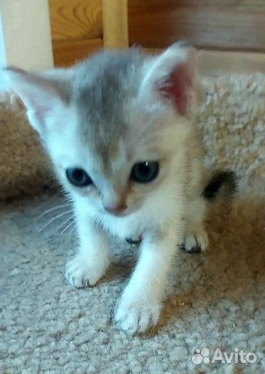 Очаровательные малыши