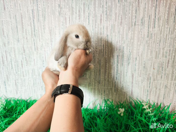 Карликовый кролик