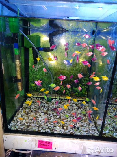 Рыбки гло фиш