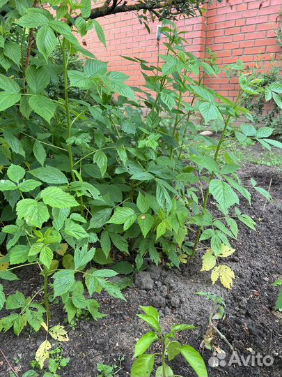 Саженцы ремонтантной малины