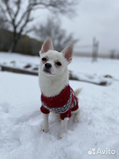 Чихуахуа. Вязка