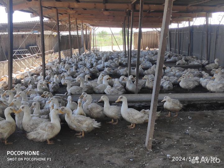 Утки живым весом