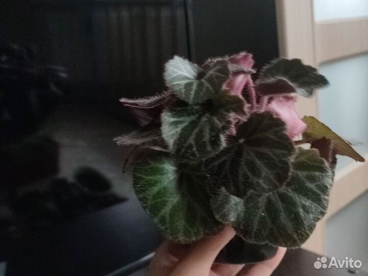 Камнеломка